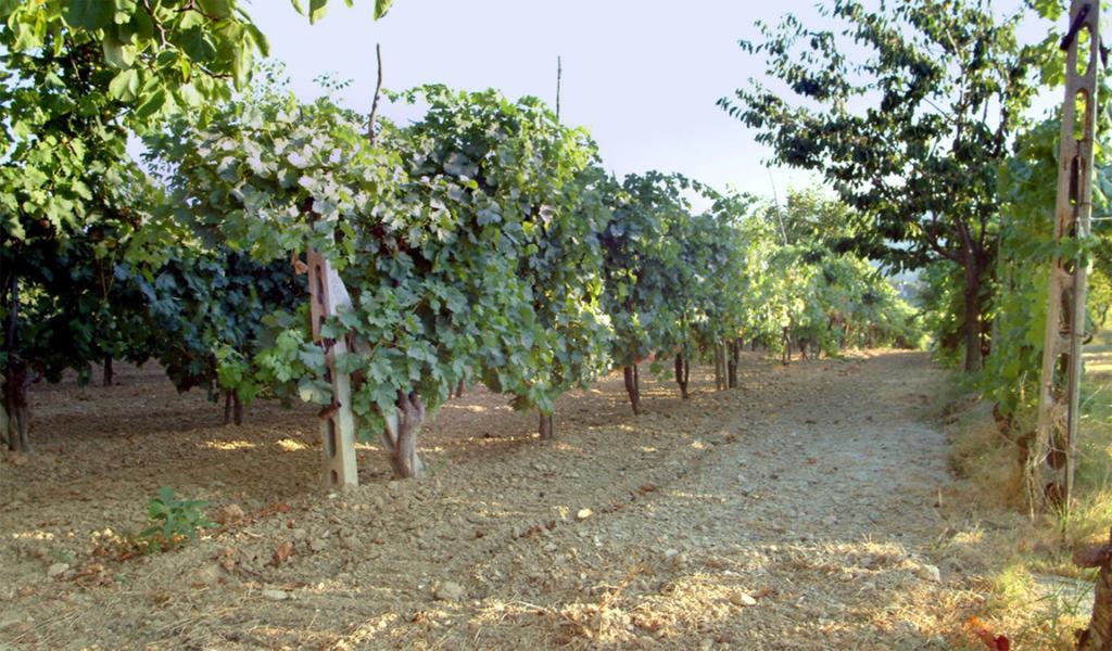 Belvedere Cramaccioli Vigne Exterior foto